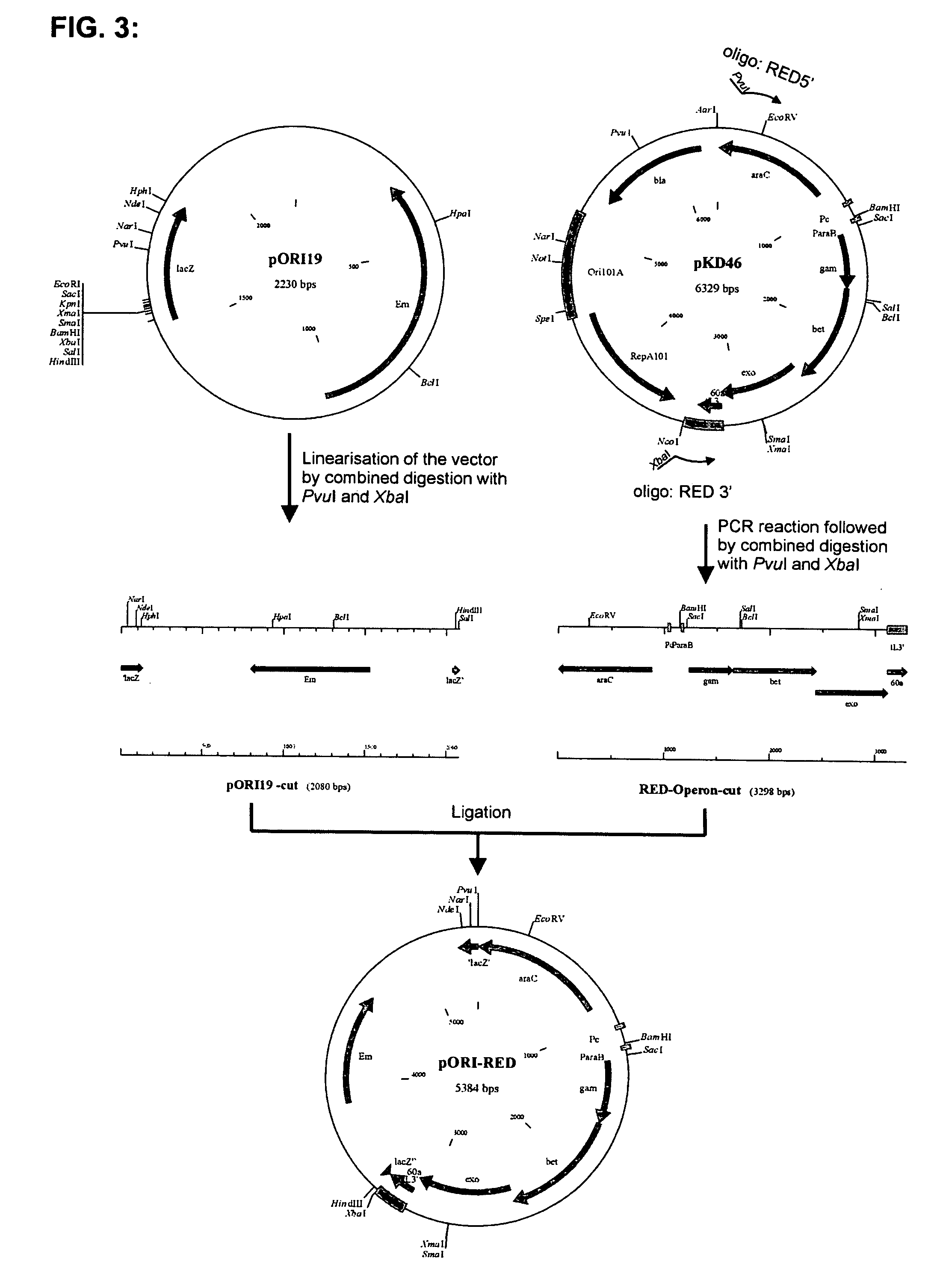 Self-containing lactobacillus strain