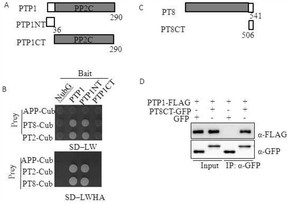 Application of osptp1 in plant phosphorus efficient breeding