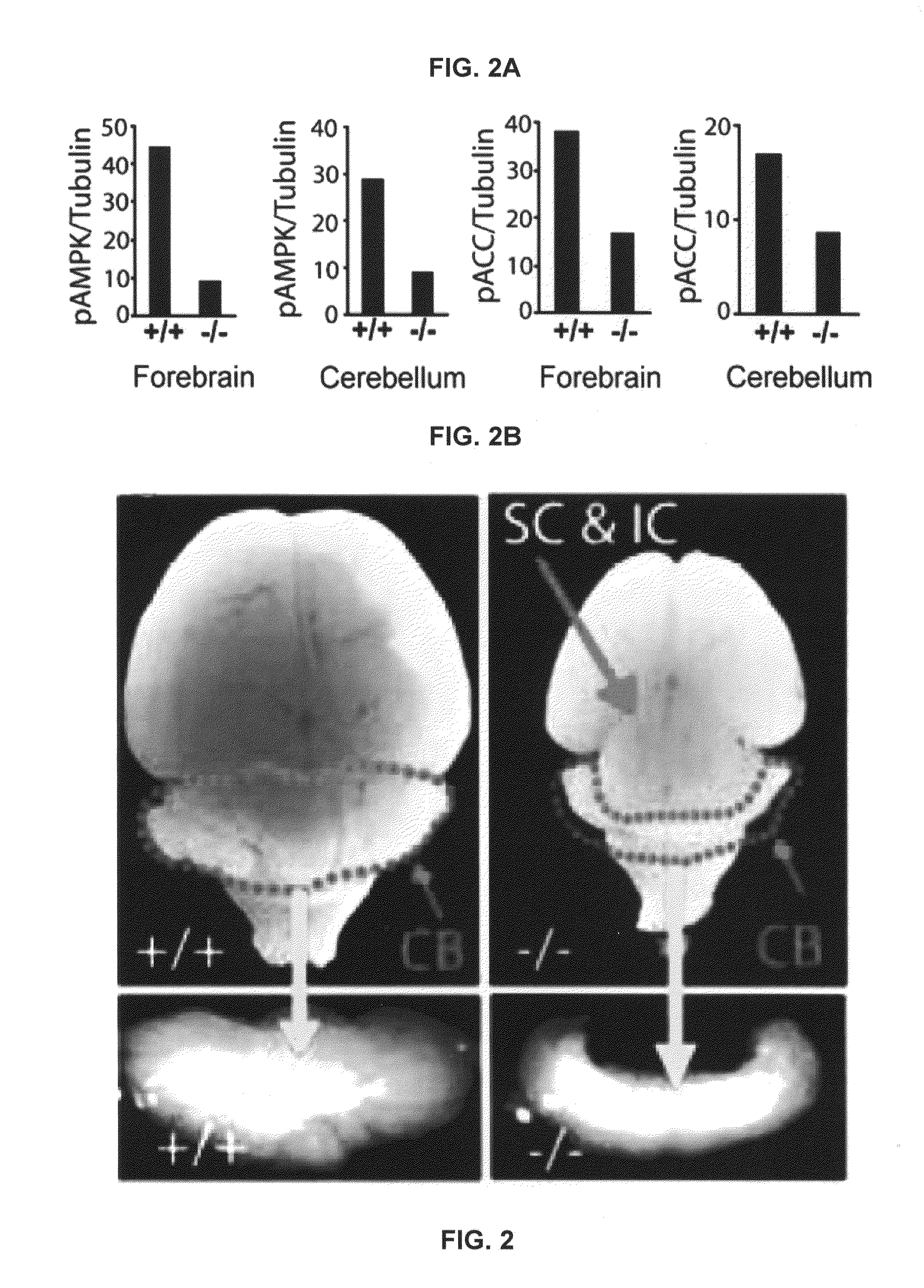 AMPK modulation as a method of regulating stem cell and cancer stem cell proliferation, self-renewal and differentiation