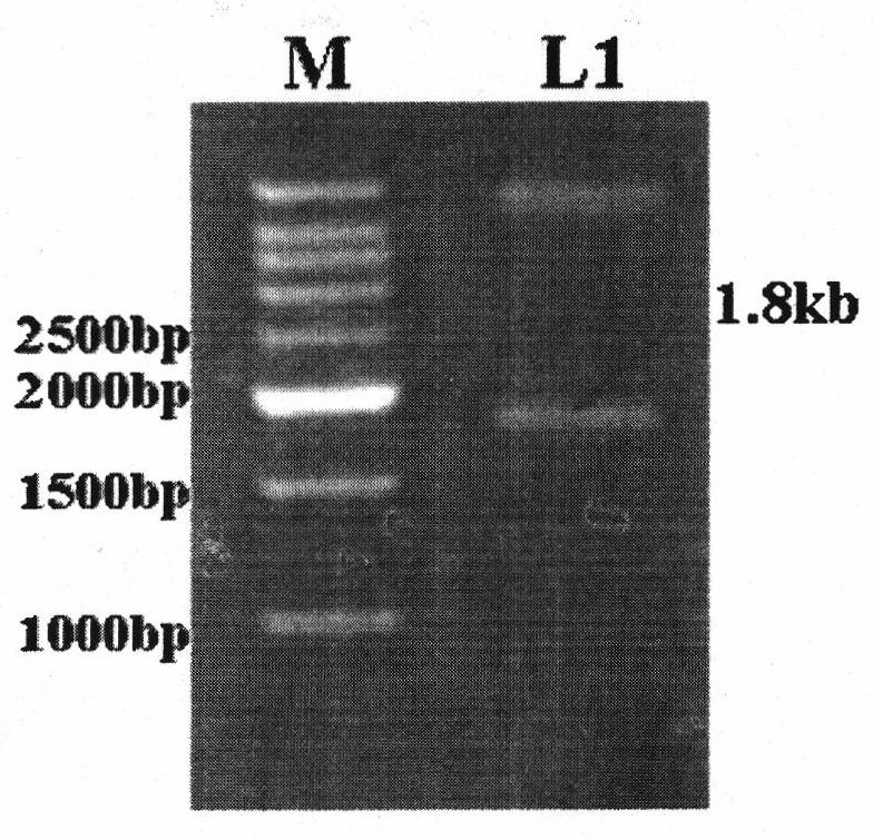 Adenovirus high expression vector for improving expression of hantavirus fusion protein G1S0.7