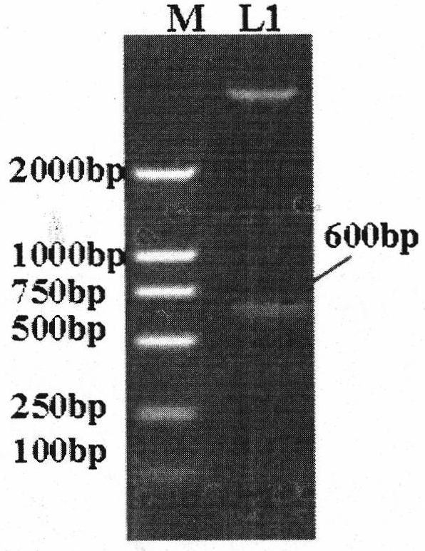 Adenovirus high expression vector for improving expression of hantavirus fusion protein G1S0.7