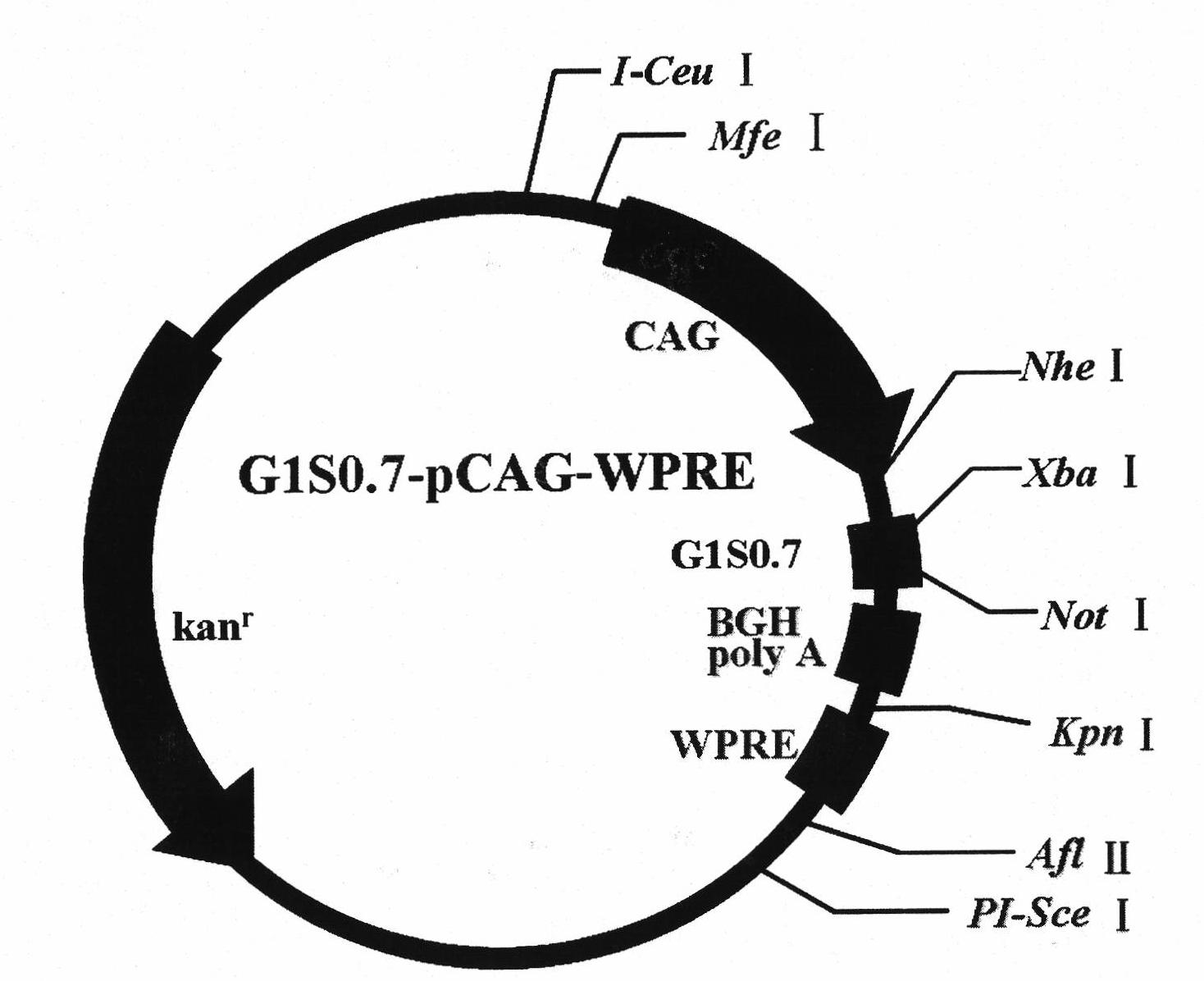 Adenovirus high expression vector for improving expression of hantavirus fusion protein G1S0.7