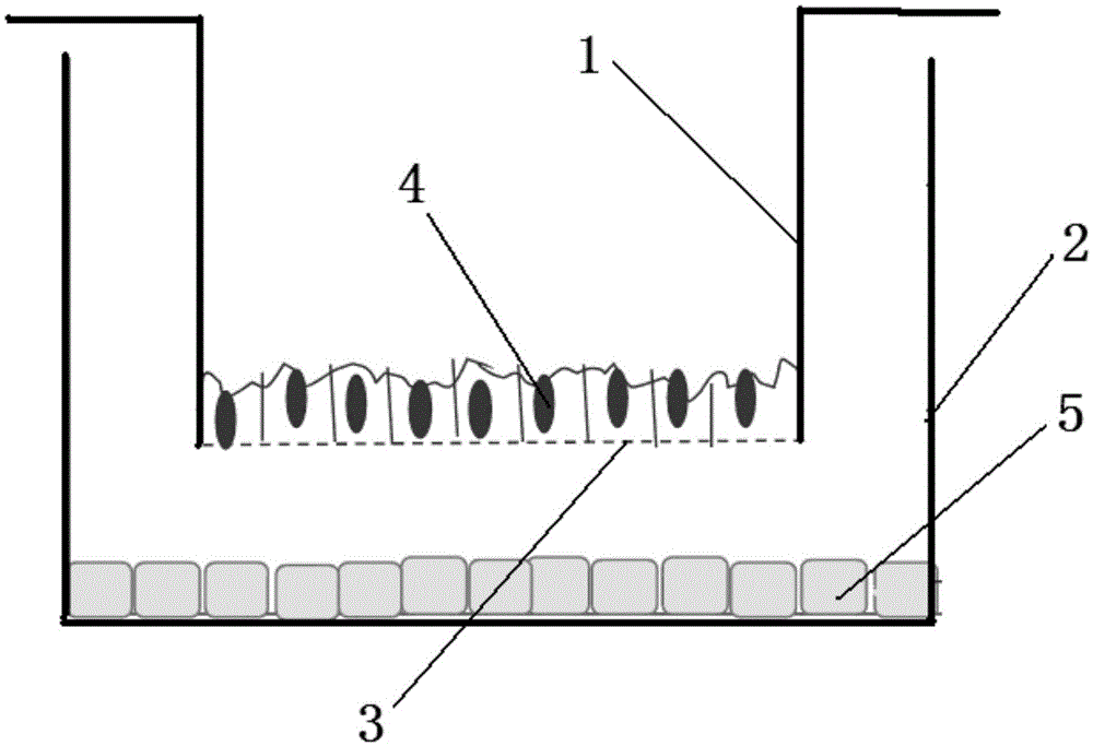 Combined evaluation model for bioavailability and toxicity of arsenic in foods on human body