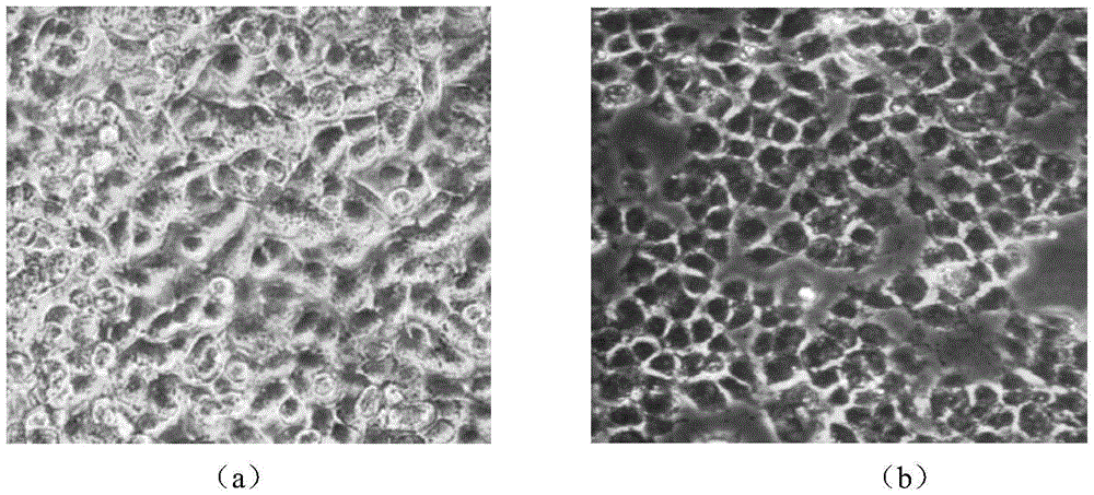 Combined evaluation model for bioavailability and toxicity of arsenic in foods on human body