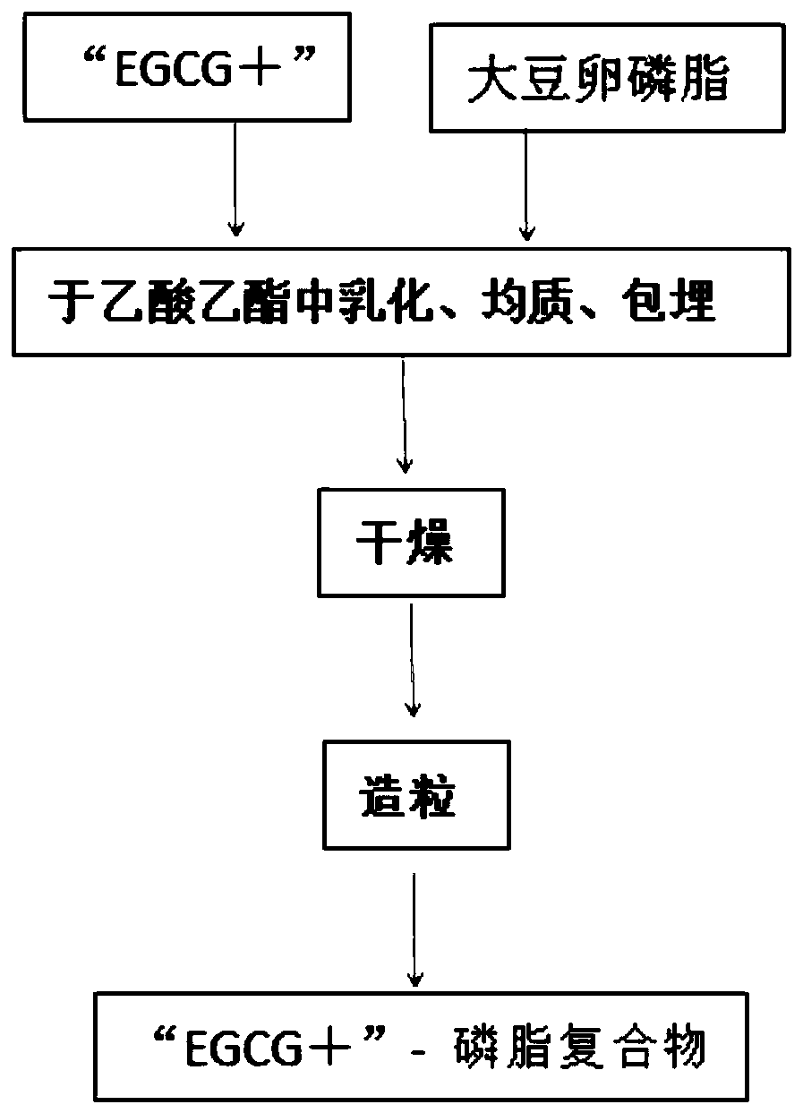 Pharmaceutical composition containing tea leaf extract and application of pharmaceutical composition in treatment of cancers