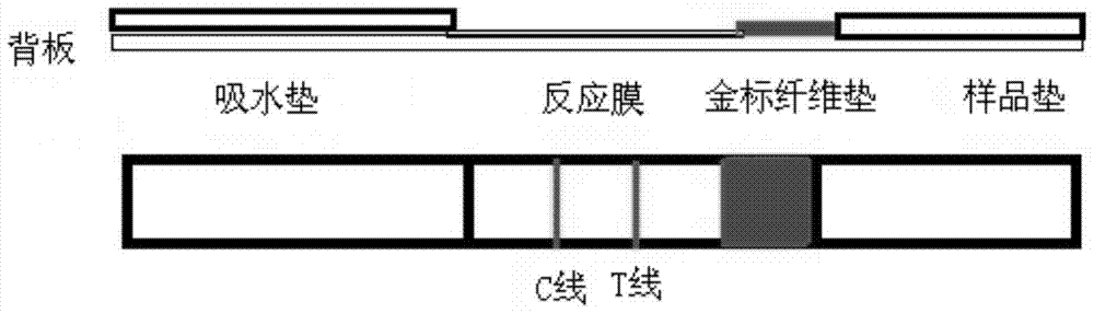 A kind of colloidal gold test strip, kit and detection method for rapid detection of canine parvovirus antibody hemagglutination inhibition titer