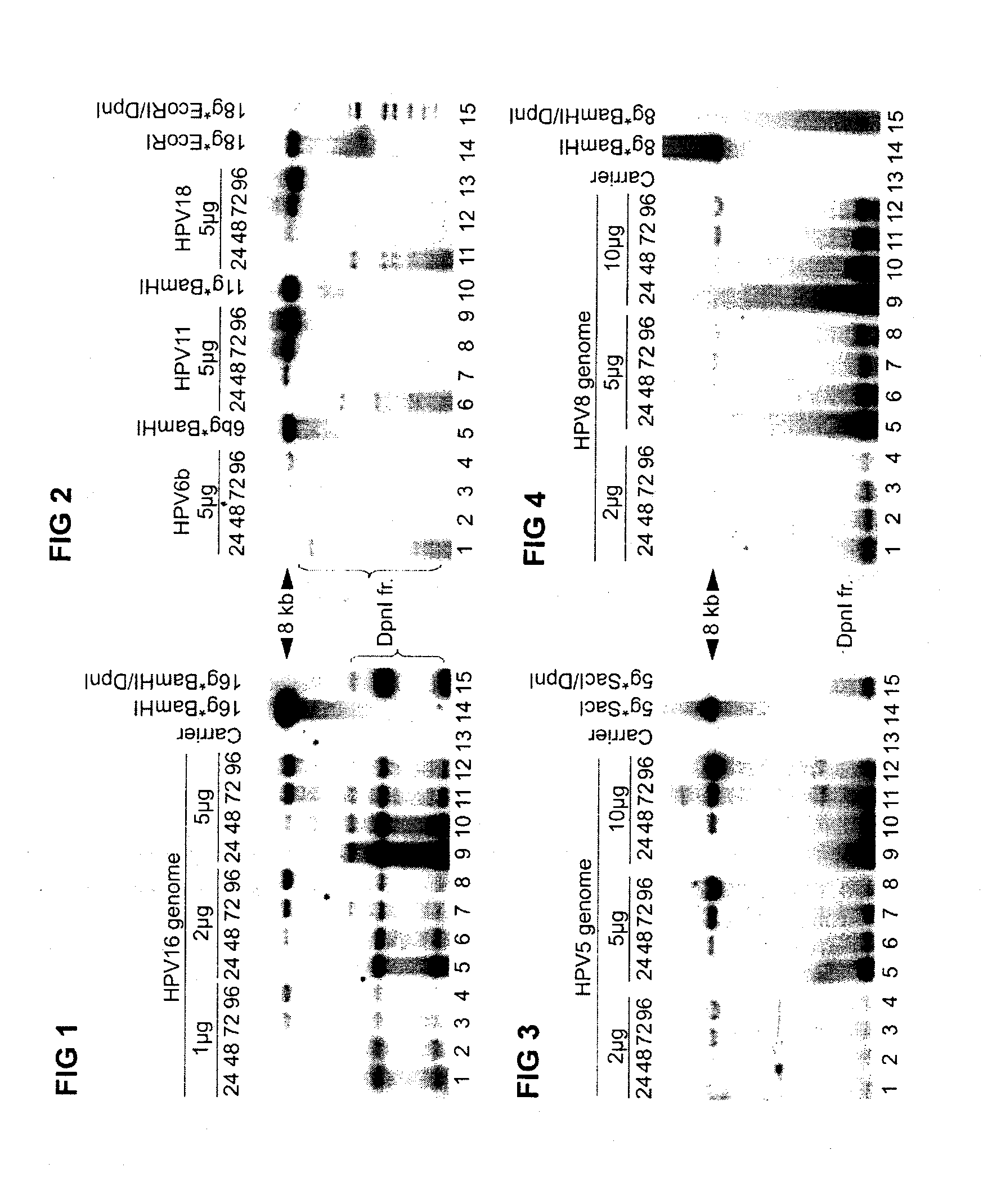 Method and Kit for Identifying Compounds Capable of Inhibiting Human Papilloma Virus Replication