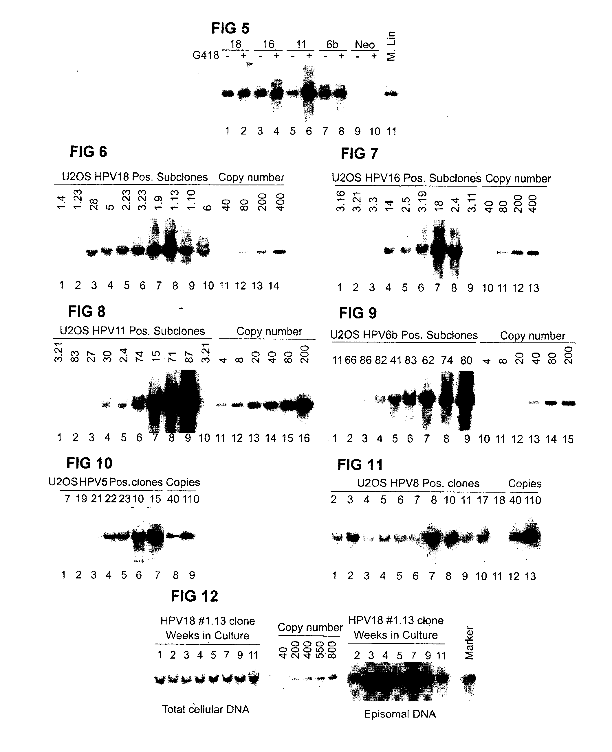 Method and Kit for Identifying Compounds Capable of Inhibiting Human Papilloma Virus Replication