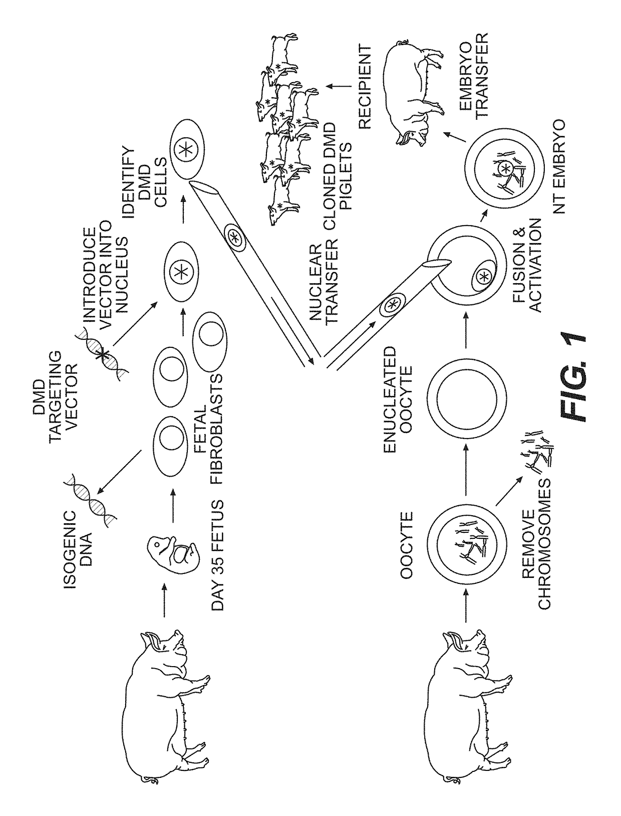 Animal models of duchenne muscular dystrophy