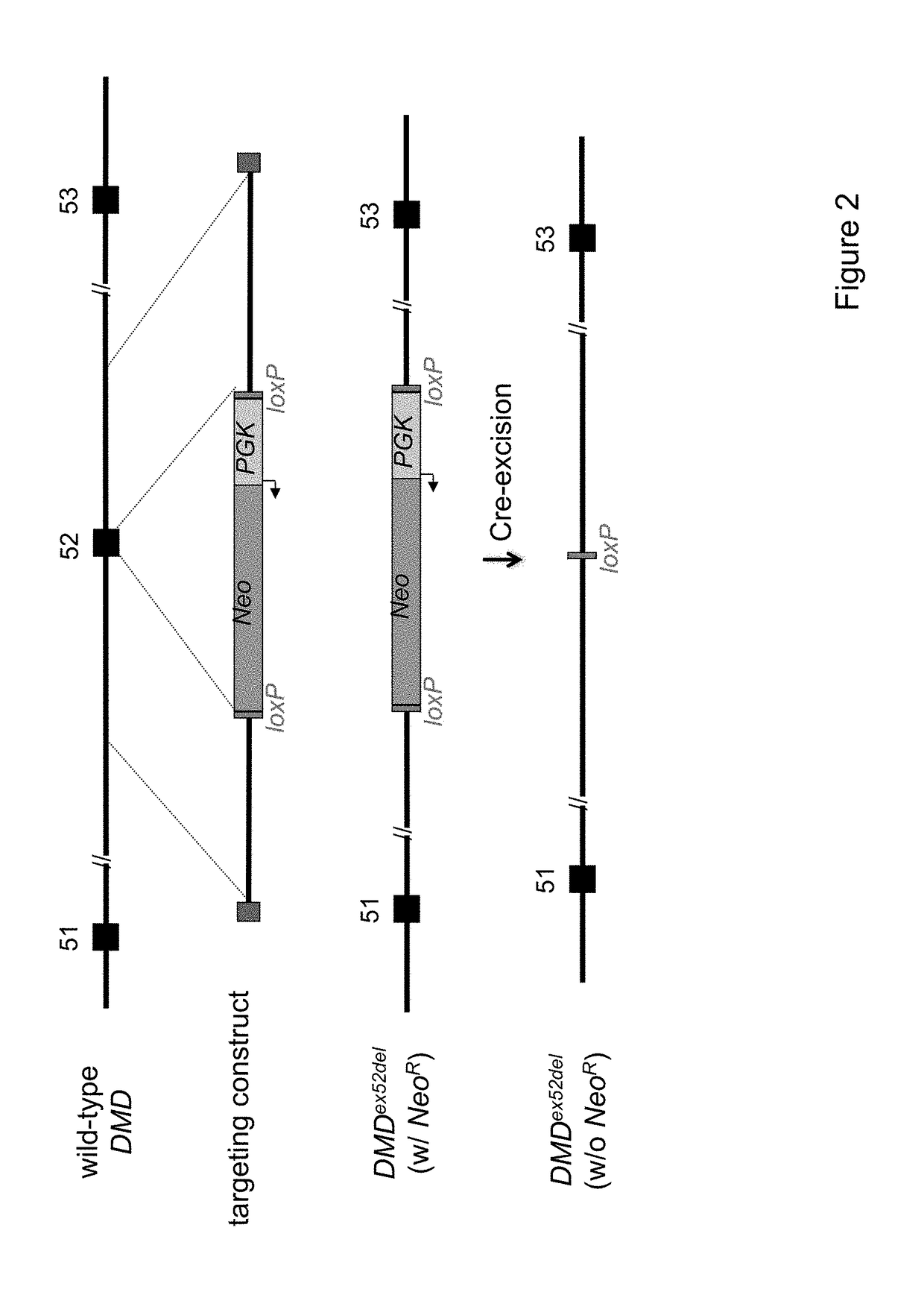 Animal models of duchenne muscular dystrophy