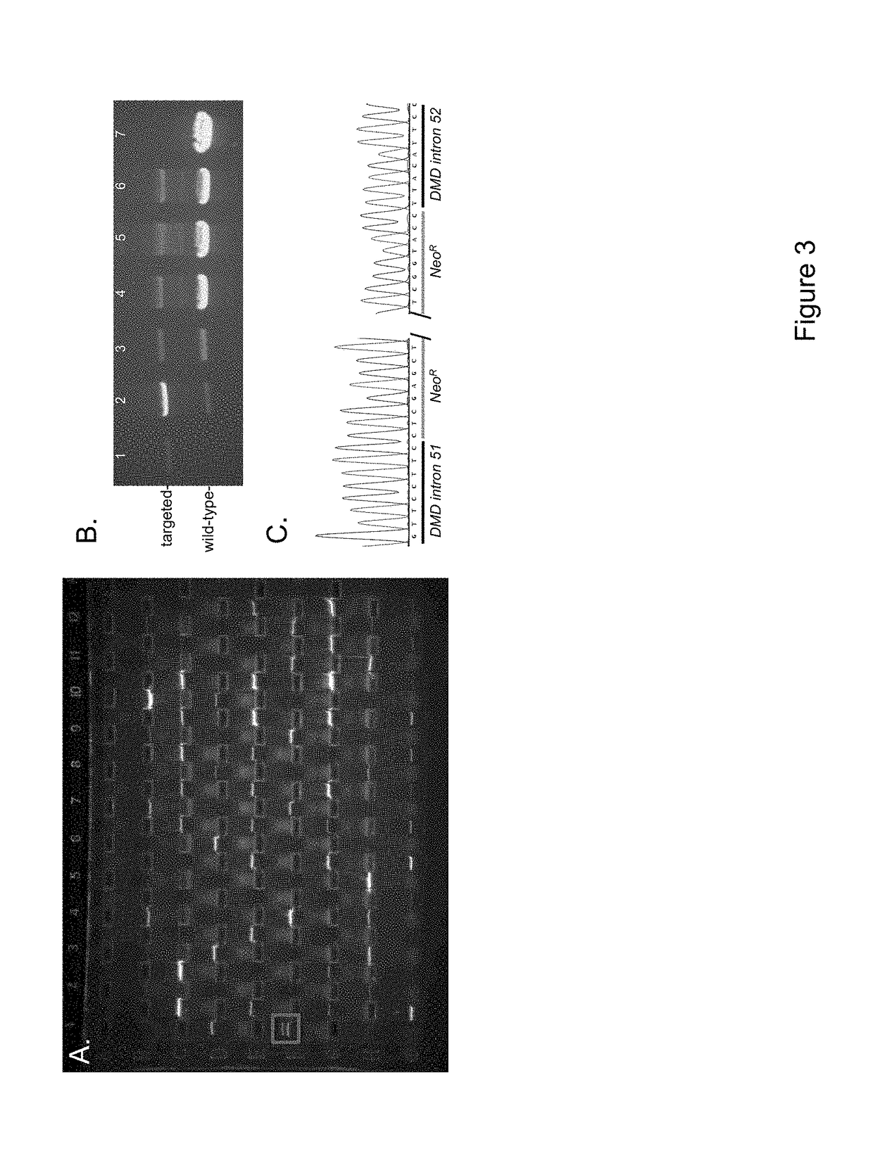 Animal models of duchenne muscular dystrophy