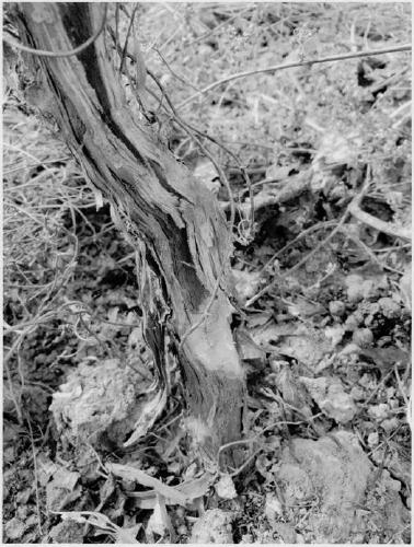 Dry wine raw material planting and brewing technique