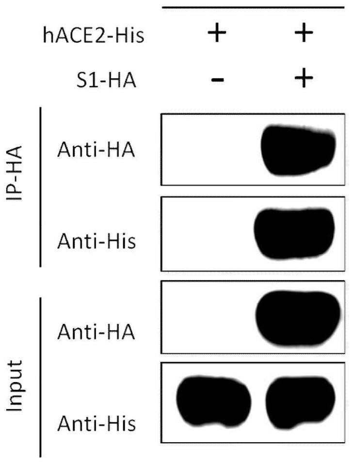 Polypeptide disinfectant composition for preventing coronavirus