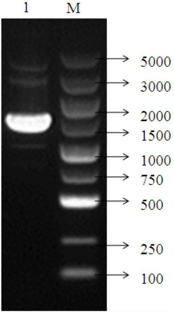 Antibacterial peptide Enterocin P and preparation method and application thereof