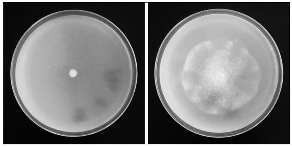 Application of Linalool in Controlling Plant Soilborne Diseases