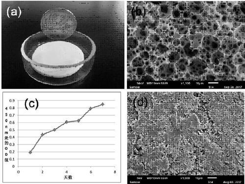 Preparation of a three-dimensional cell scaffold for in vitro toxicological evaluation of tobacco products and method for cell culture using it