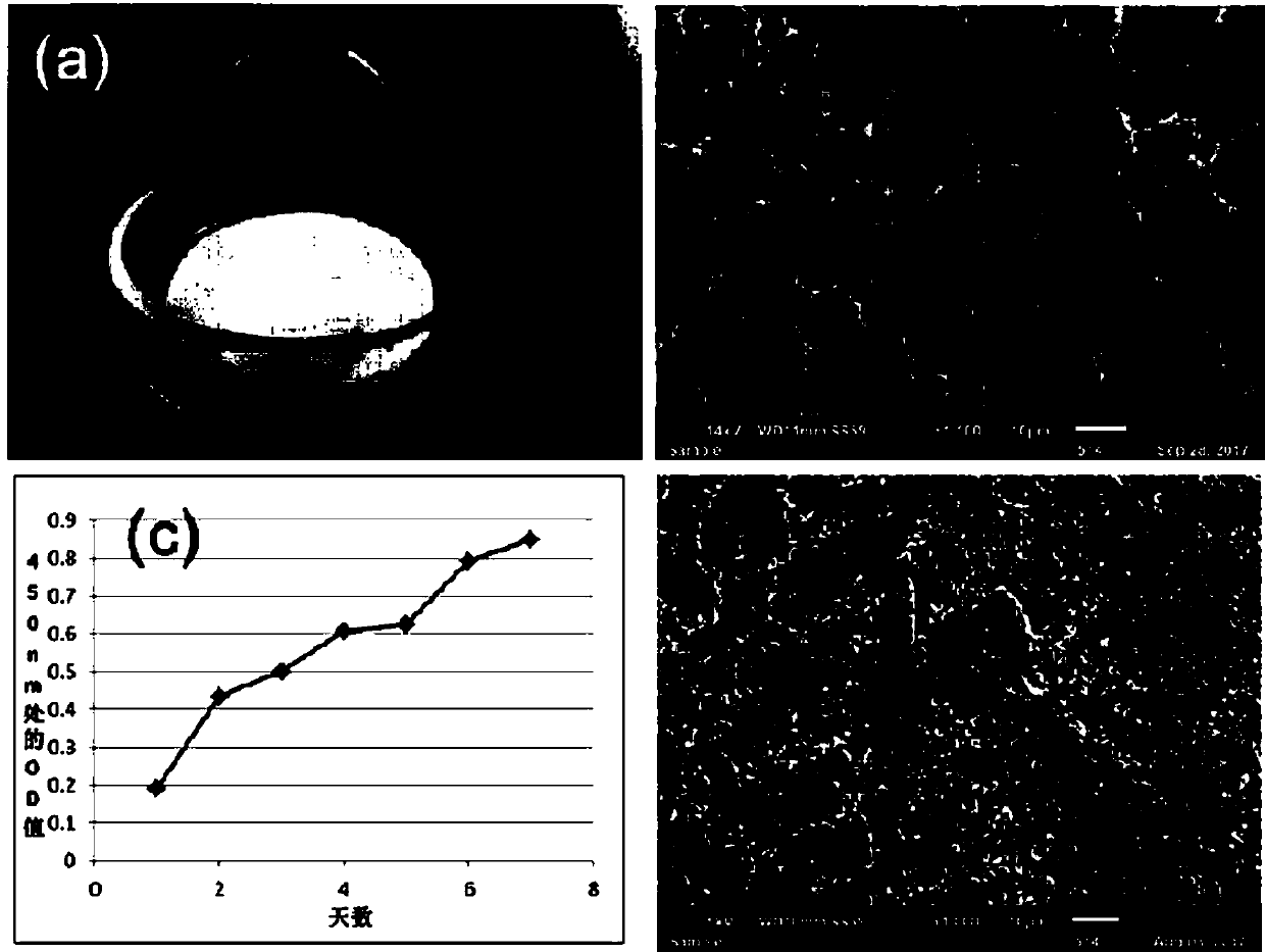 Preparation of a three-dimensional cell scaffold for in vitro toxicological evaluation of tobacco products and method for cell culture using it