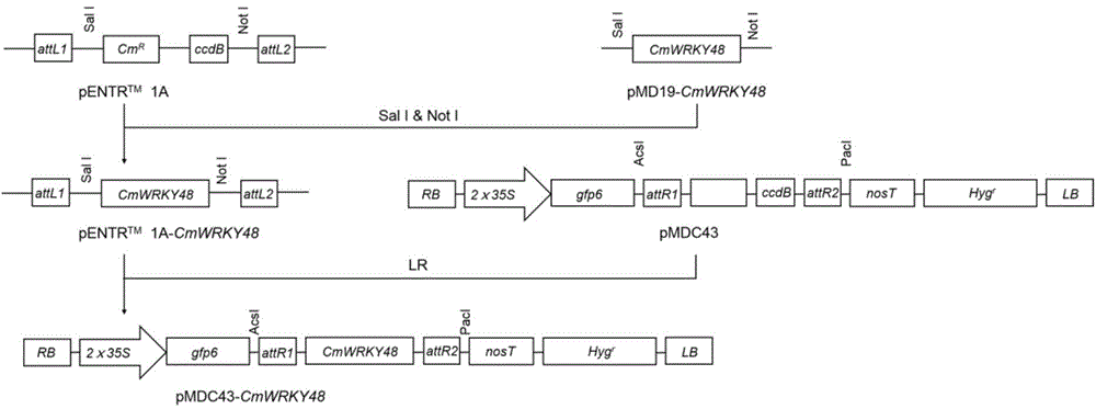 Method for culturing and identifying CmWRKY48 trans-genetic chrysanthemum morifolium and application of trans CmWRKY48 genetic chrysanthemum morifolium