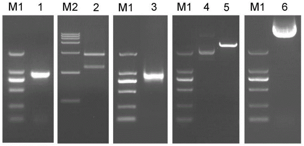 Method for culturing and identifying CmWRKY48 trans-genetic chrysanthemum morifolium and application of trans CmWRKY48 genetic chrysanthemum morifolium