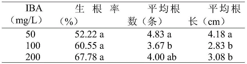 Chinese yew vegetative propagation method