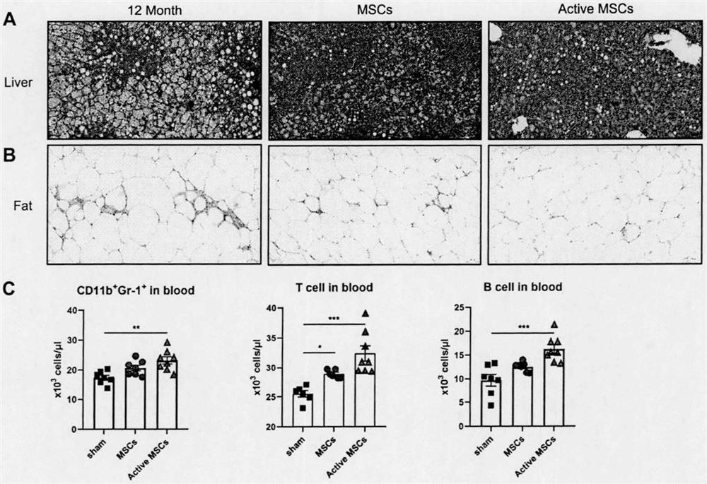 Preparation and application of a mesenchymal stem cell preparation