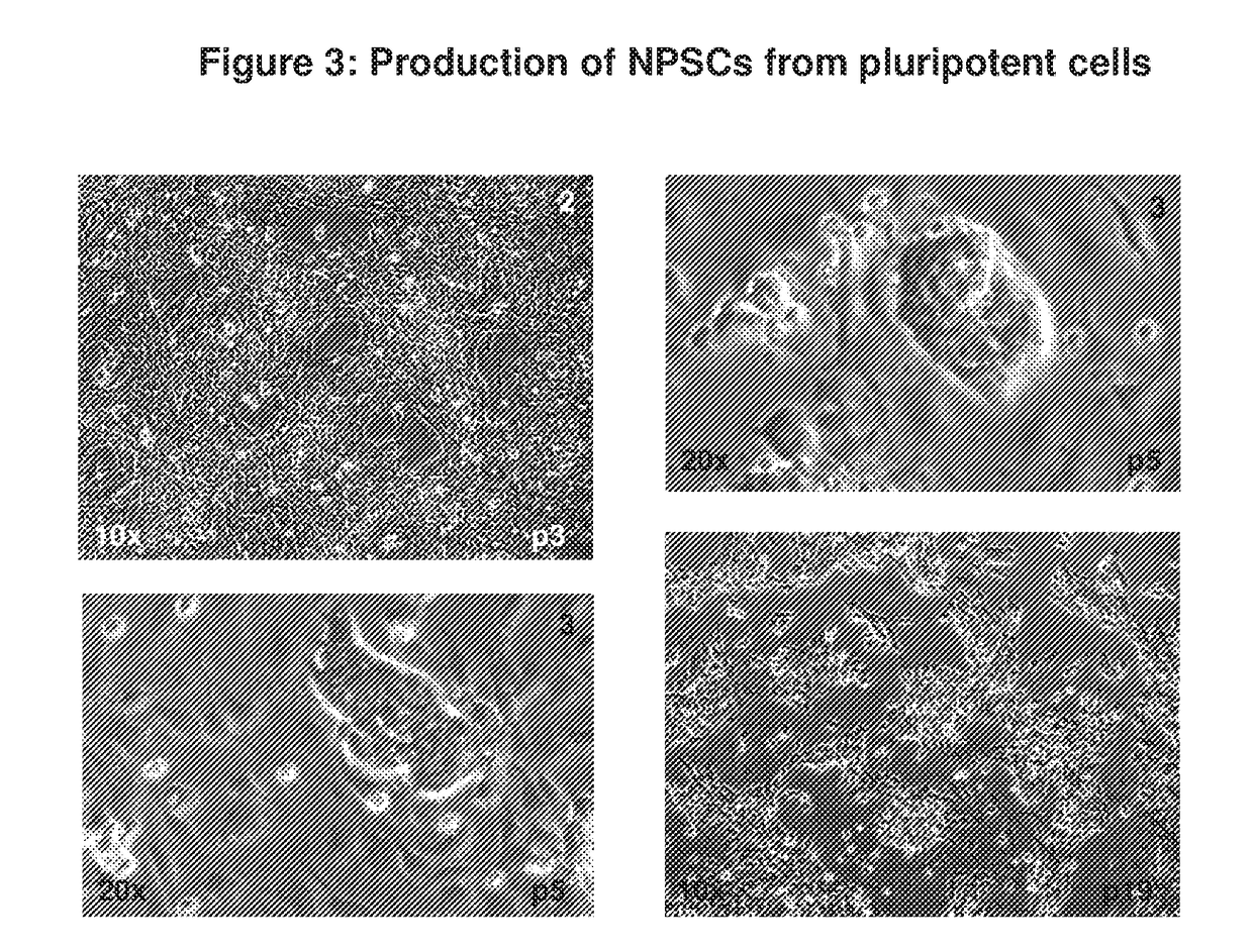 Stem cells from the mammalian neural plate