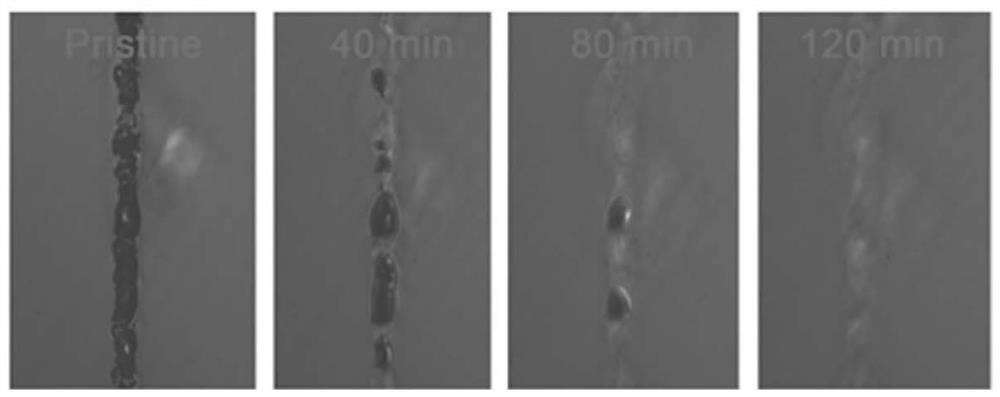 Hydrogel composition with dynamic bond self-healing function as well as preparation method and application of hydrogel composition