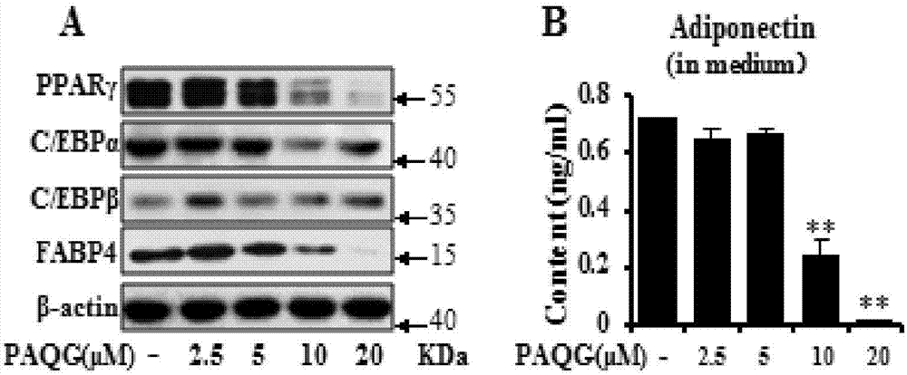 Compound-pyrocincholic acid 3beta-O-beta-D-quinovopyranosyl-28-O-beta-D-glucopyranoside (PAQG) for adjusting lipid metabolism and obesity as well as application of compound in pharmacy