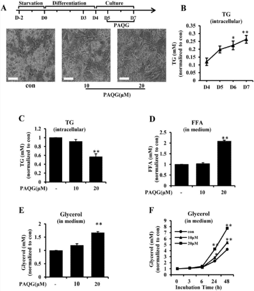 Compound-pyrocincholic acid 3beta-O-beta-D-quinovopyranosyl-28-O-beta-D-glucopyranoside (PAQG) for adjusting lipid metabolism and obesity as well as application of compound in pharmacy