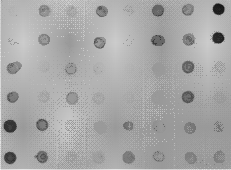 Hybridoma cell strain excreting monoclonal antibody (MAb) resisting rice blackstreaked dwarf virus (RBSDV) and application of MAb