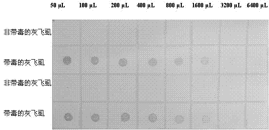 Hybridoma cell strain excreting monoclonal antibody (MAb) resisting rice blackstreaked dwarf virus (RBSDV) and application of MAb