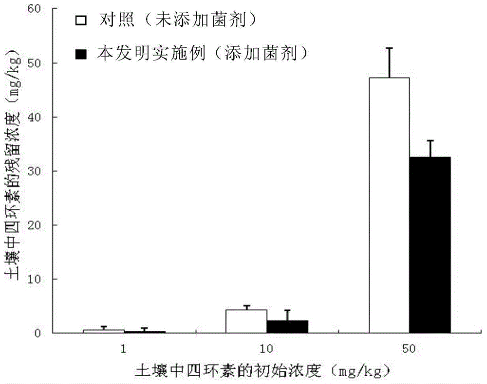 Mycorrhizal fungi inoculant and application of mycorrhizal fungi inoculant in degradation of residual tetracycline antibiotics