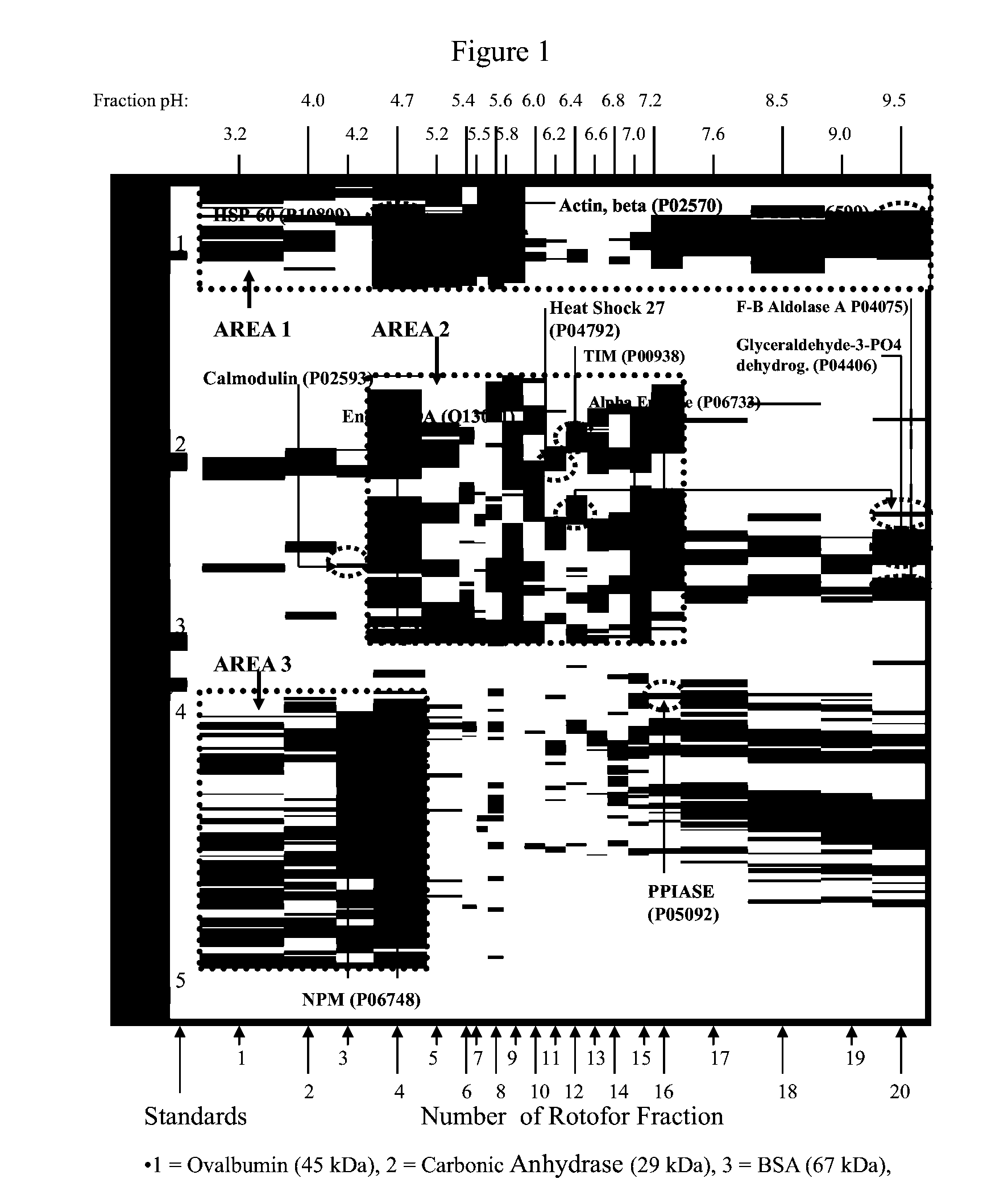 Protein separation and analysis