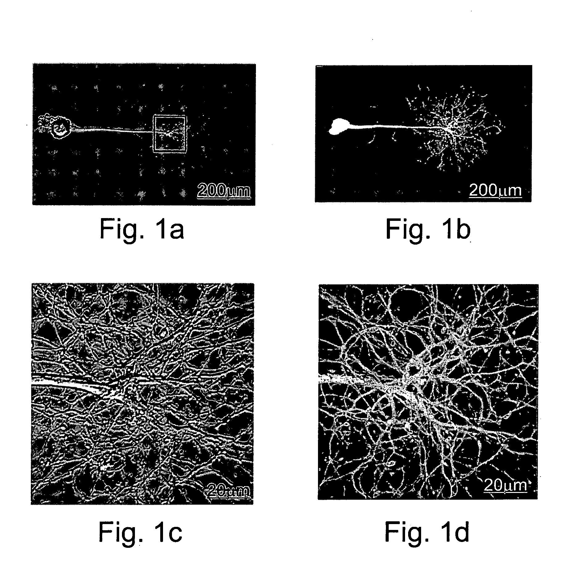 Methods of determining the effect of an agent on diploid cells and/or on the pattern of expression of polypeptides expressed therewith