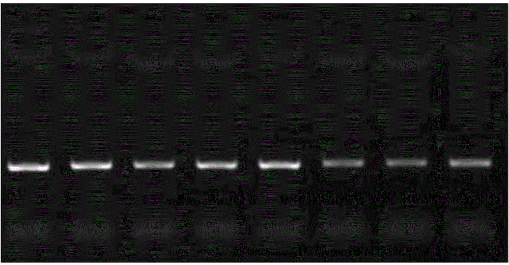 Method for storing biological samples and kit