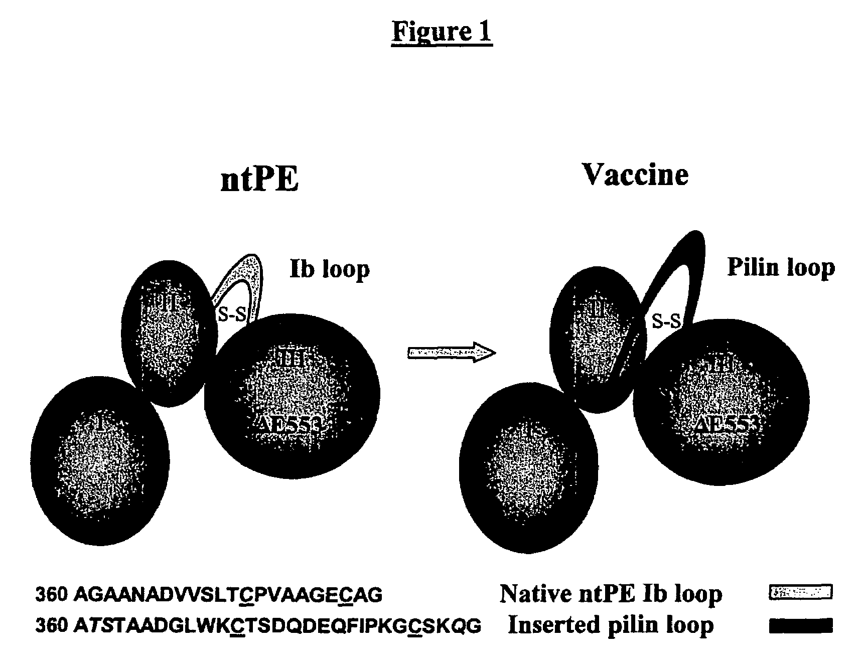 Methods and compositions for immunizing against Pseudomonas infection