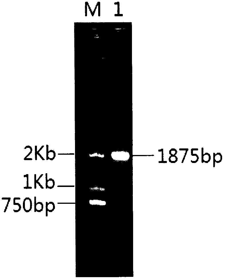 A Gene Recombinant Saccharomyces cerevisiae with High Yield of Sugarcane Molasses Alcohol