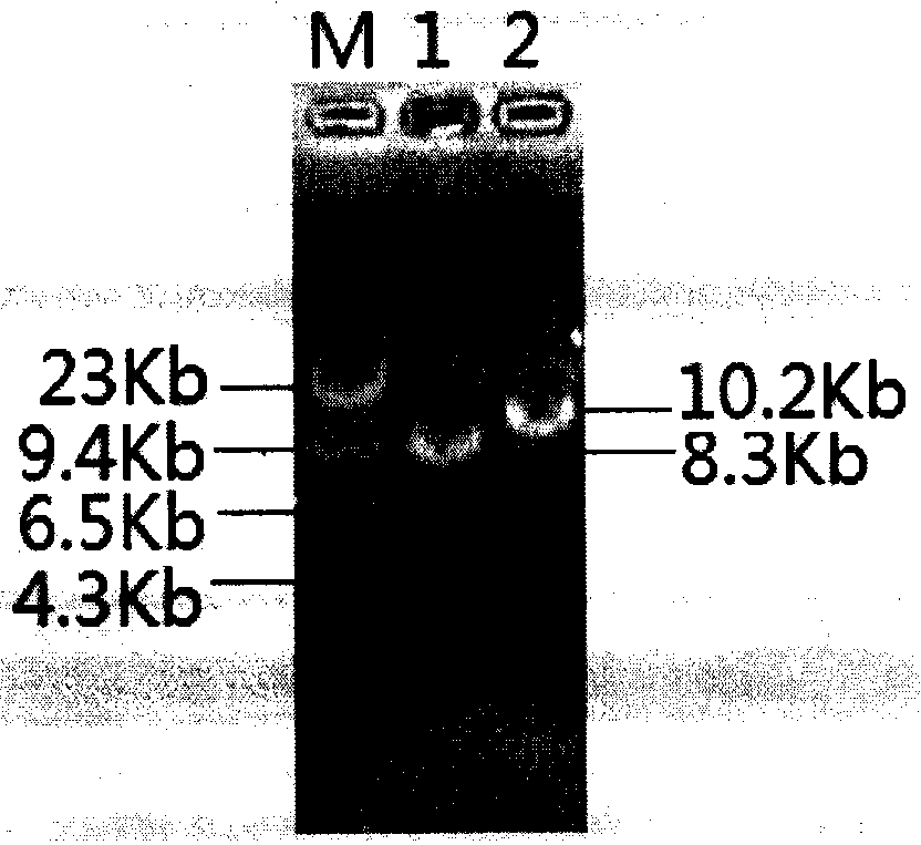 A Gene Recombinant Saccharomyces cerevisiae with High Yield of Sugarcane Molasses Alcohol