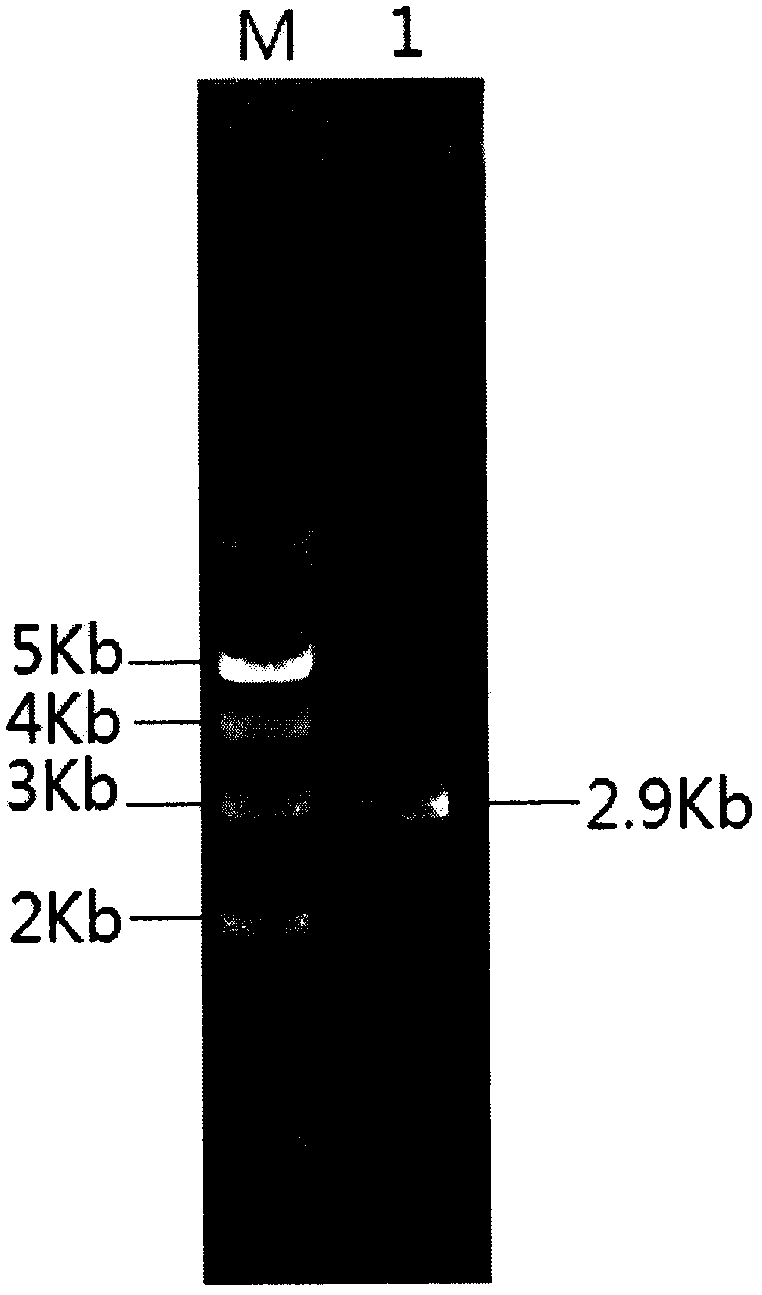 A Gene Recombinant Saccharomyces cerevisiae with High Yield of Sugarcane Molasses Alcohol