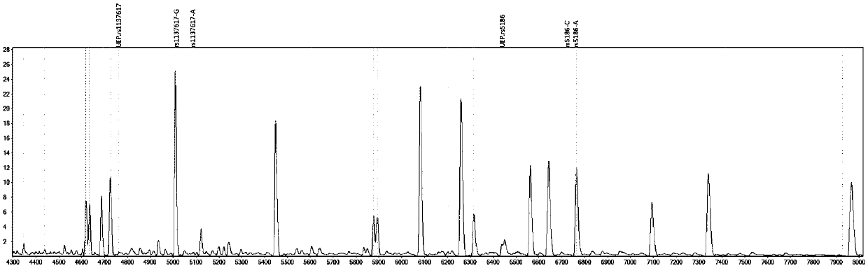 Mass-spectrography method for identifying personalized medication of nitrendipine through primer composition