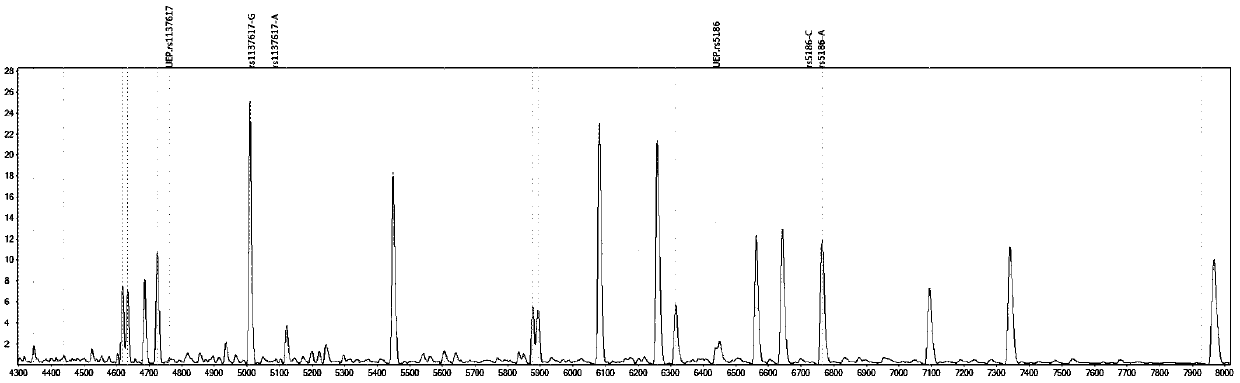 Mass-spectrography method for identifying personalized medication of nitrendipine through primer composition