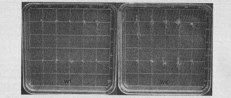 Plant stress tolerance related protein TaTPRPK1, encoding gene thereof, and application thereof