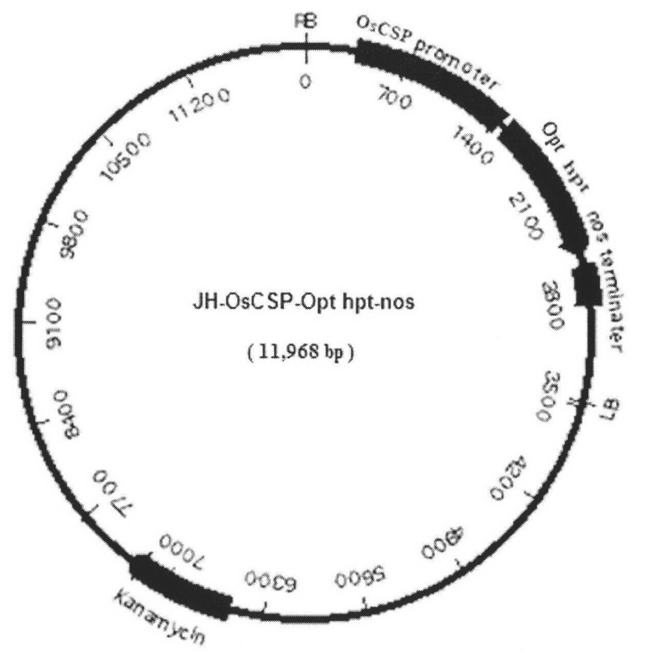 Rice callus-specific promoter and application thereof