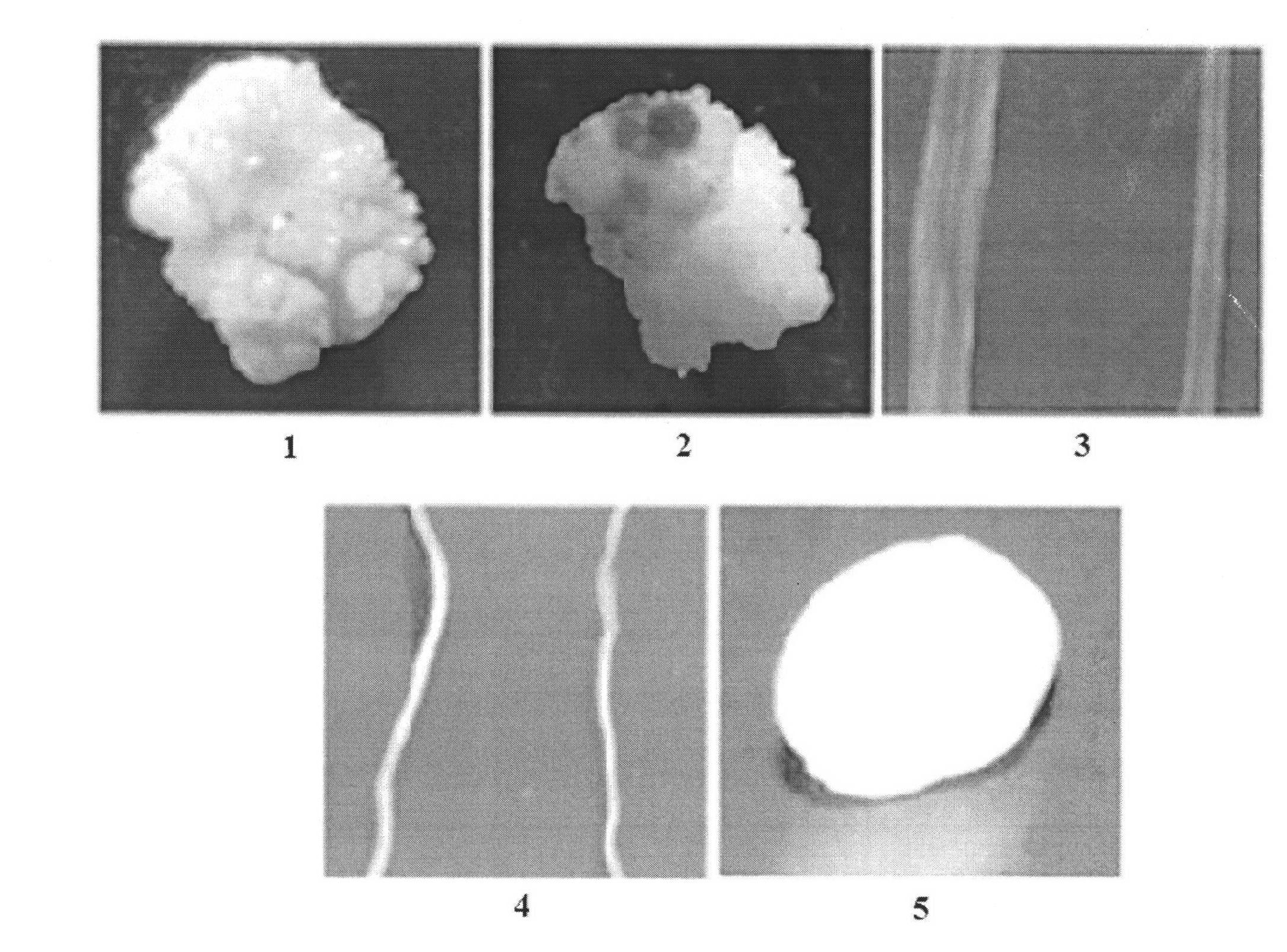 Rice callus-specific promoter and application thereof