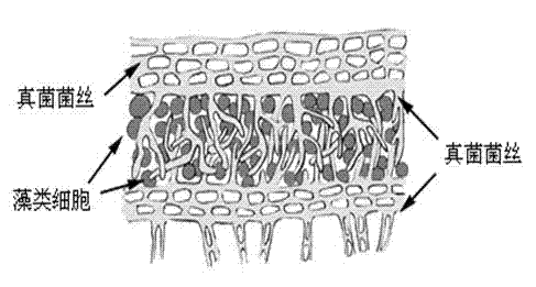 Harvesting method of microalgae mediated by fungus