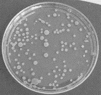 Harvesting method of microalgae mediated by fungus