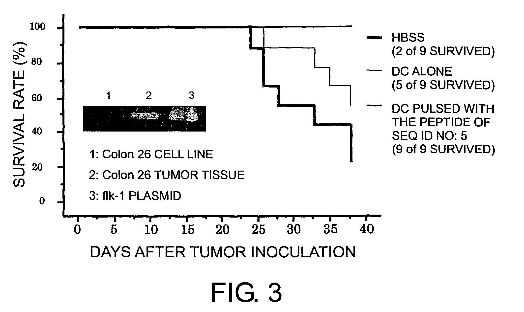 KDR peptides and vaccines comprising the same