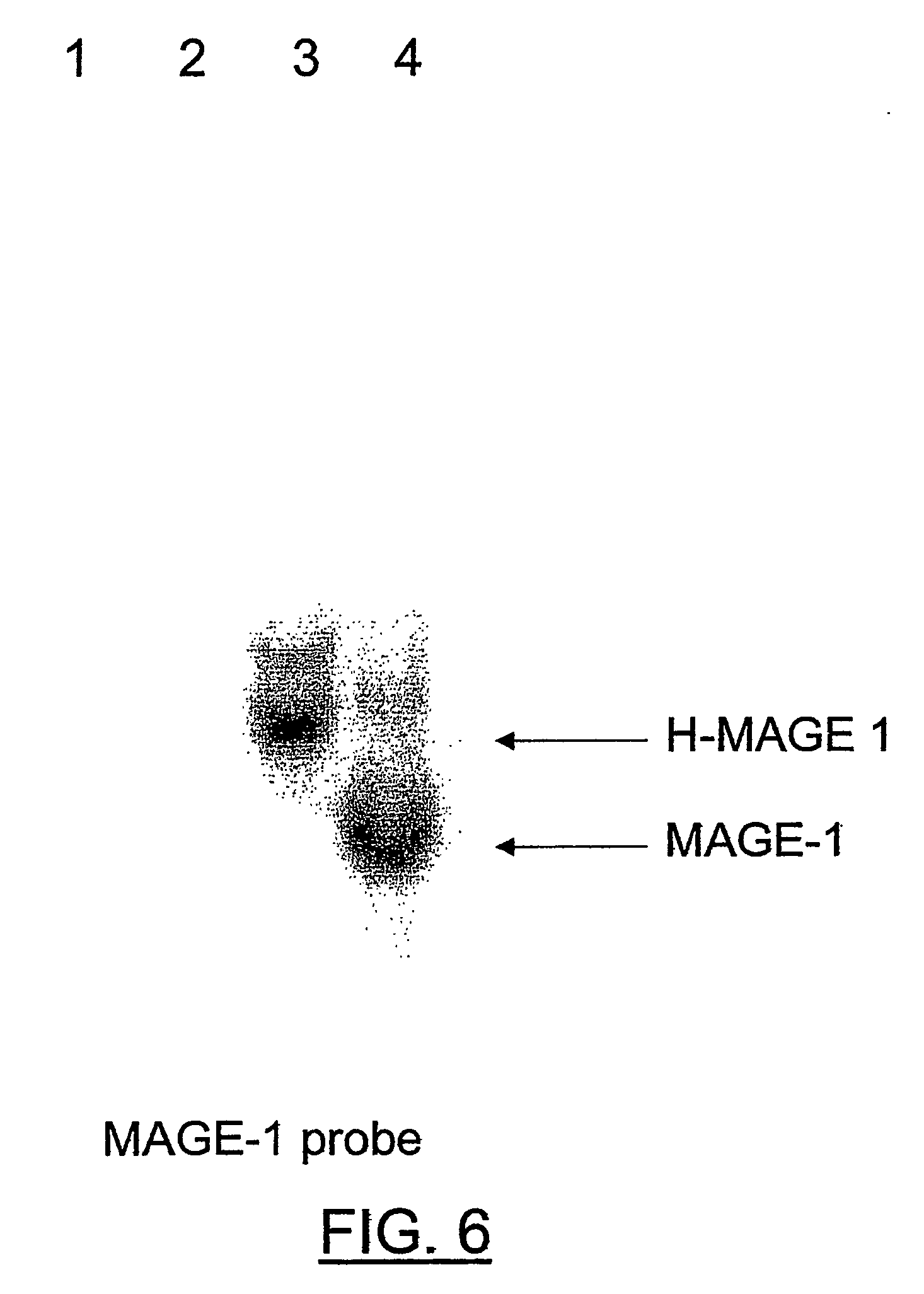 Antigen presenting cell targeting conjugate, an antigen presenting cell contacted with such conjugate, their use for vaccination or as medicament, and methods for their production or generation