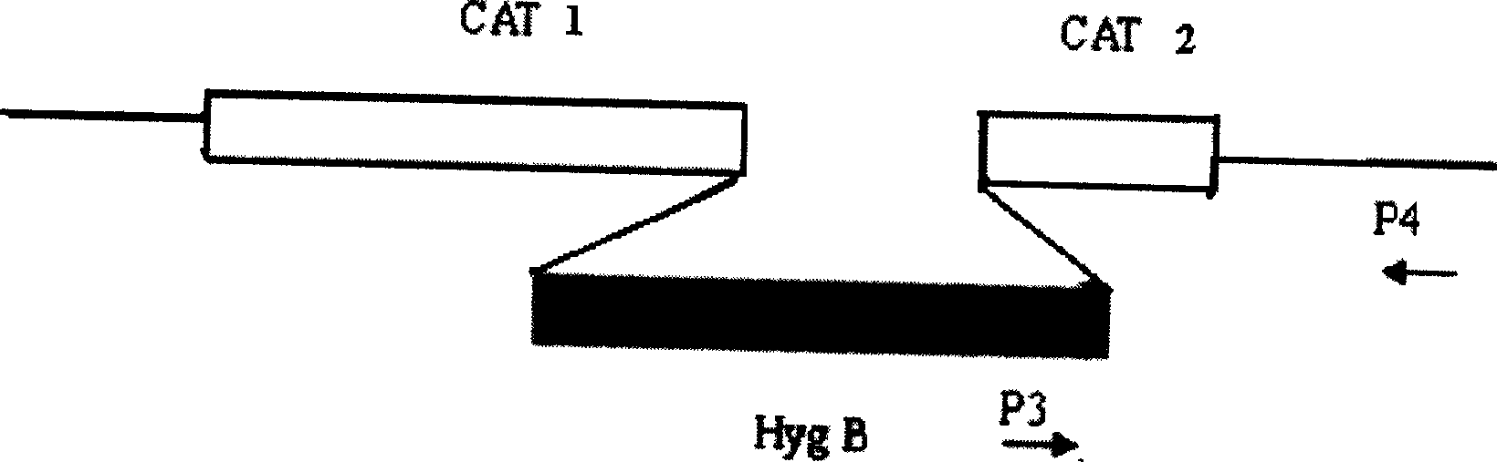 Constructing method for candida tropicalis gene engineering recombinant bacterium