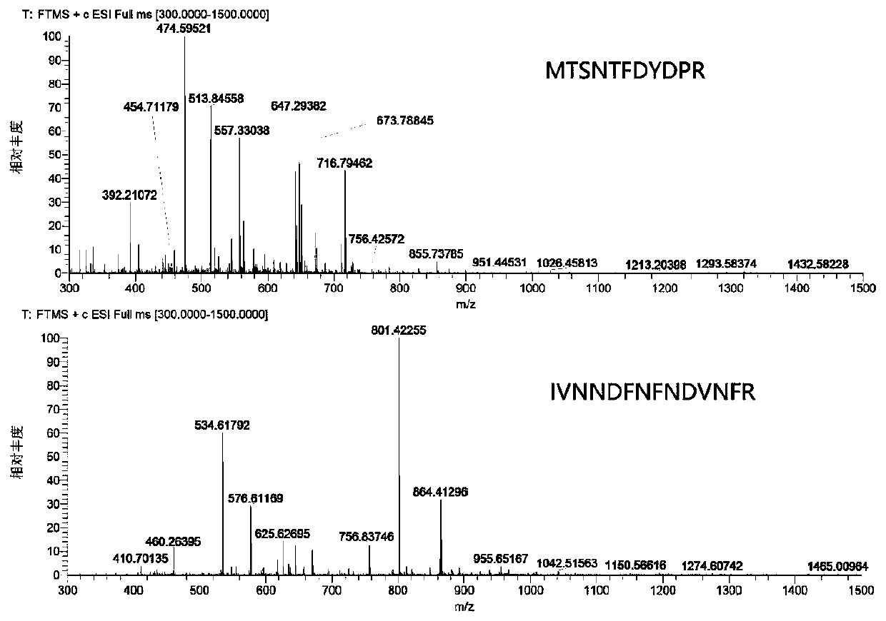 Method for quantifying Apis cerana cerana honey MRJP2 through liquid chromatography-tandem mass spectrometry